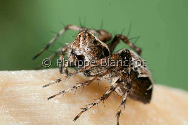 Oxyopidae_9875.JPG - France, Araneae, Oxyopidae, Araignée-lynx (Oxyopes ramosus), Lynx spider